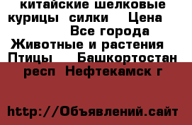 китайские шелковые курицы (силки) › Цена ­ 2 500 - Все города Животные и растения » Птицы   . Башкортостан респ.,Нефтекамск г.